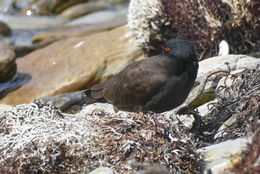 Image of Blackish Oystercatcher