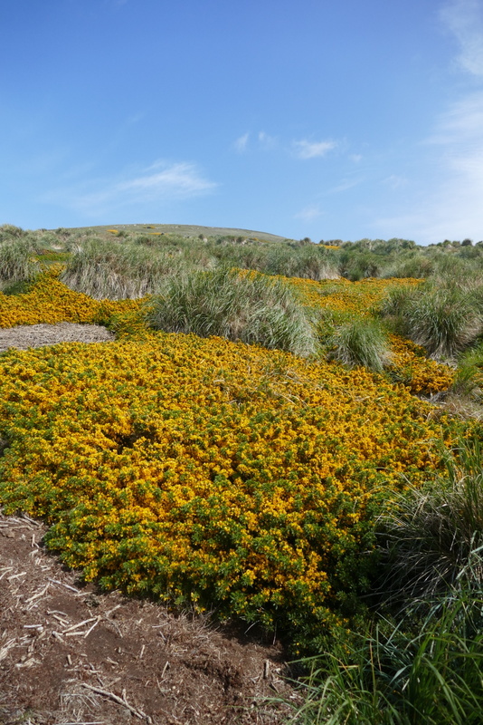 Image of gorse