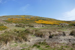 Image of gorse