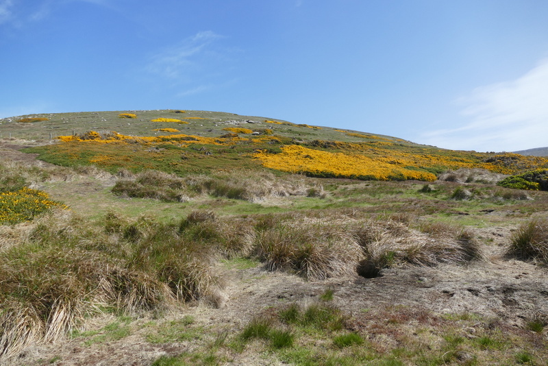 Imagem de Ulex europaeus L.