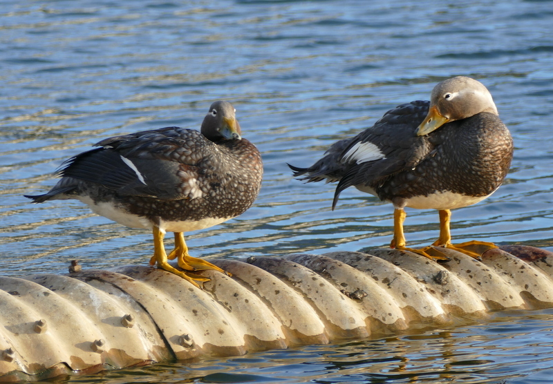 Image of Flying Steamer Duck