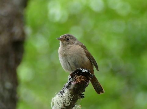 Imagem de Troglodytes aedon Vieillot 1809