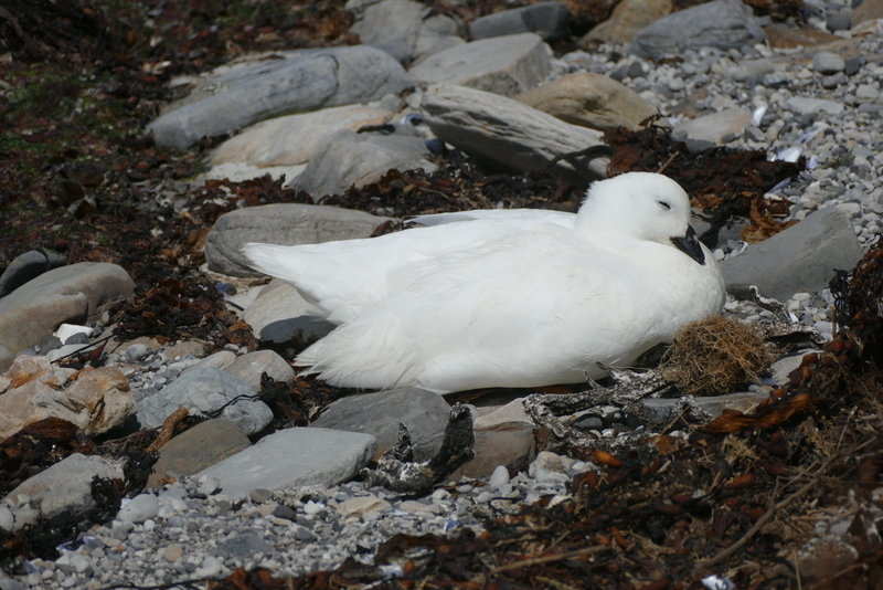 Image of kelp goose