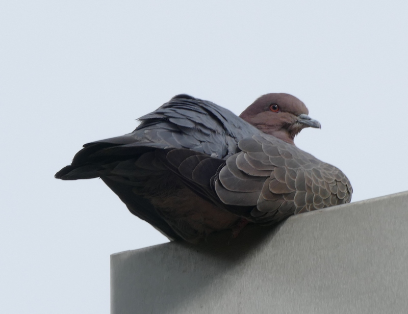 Image of Picazuro Pigeon