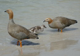 Image of Ruddy-headed Goose