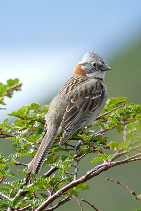 Image of Rufous-collared Sparrow