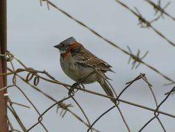 Image of Rufous-collared Sparrow
