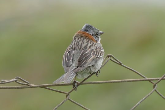 Image of Rufous-collared Sparrow