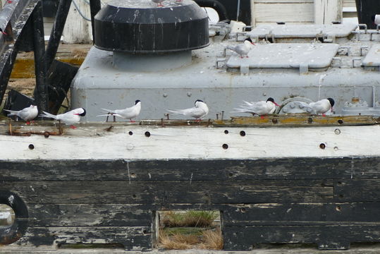 Image of South American Tern