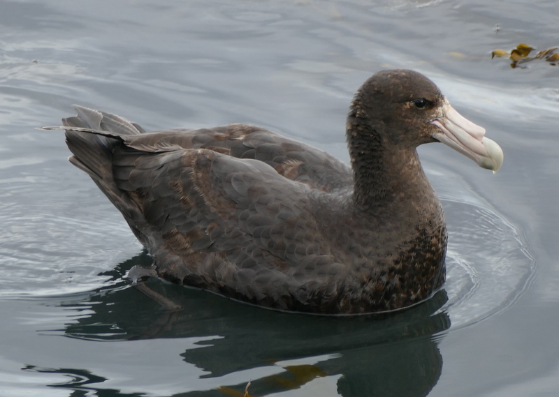 Image of Antarctic Giant-Petrel