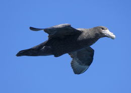 Image of Antarctic Giant-Petrel