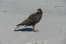 Image of Forster's Caracara