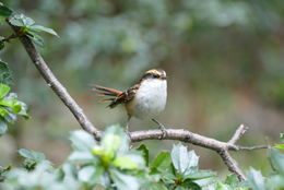 Image of Thorn-tailed Rayadito