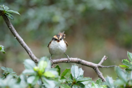 Image of Thorn-tailed Rayadito