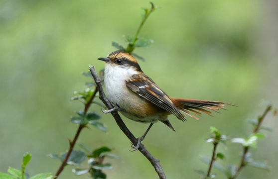 Image of Thorn-tailed Rayadito