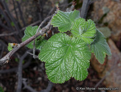 Image of Moreno currant