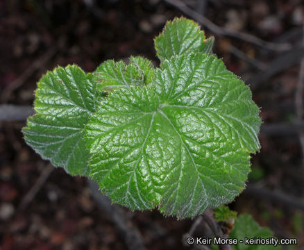 Image of Moreno currant