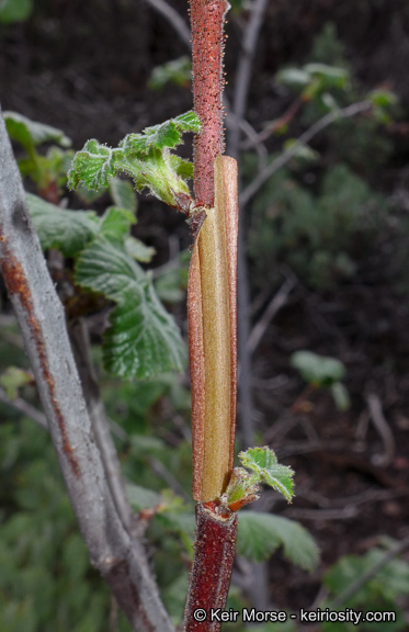 Image of Moreno currant