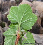 Image of Moreno currant