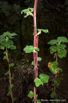 Image of Moreno currant