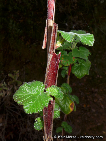 Image of Moreno currant