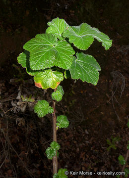 Image of Moreno currant