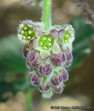 Image of Moreno currant