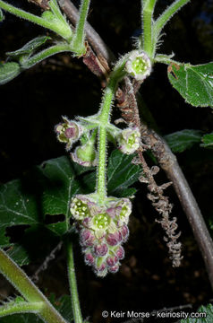 Image of Moreno currant