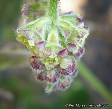 Image of Moreno currant