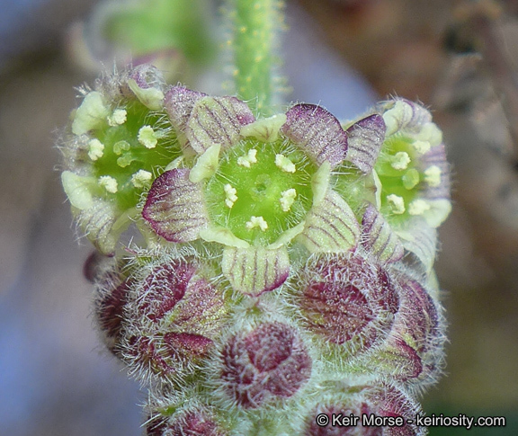 Image of Moreno currant