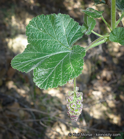 Image of Moreno currant