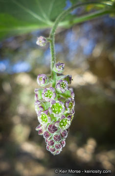 Image of Moreno currant