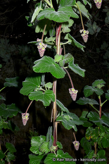 Image of Moreno currant