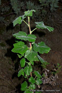 Image of Moreno currant