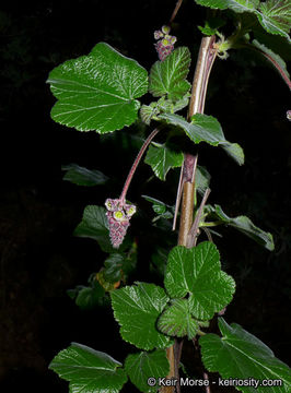 Image of Moreno currant