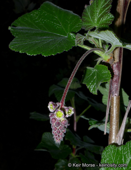 Image of Moreno currant