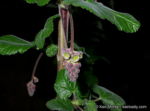 Image of Moreno currant