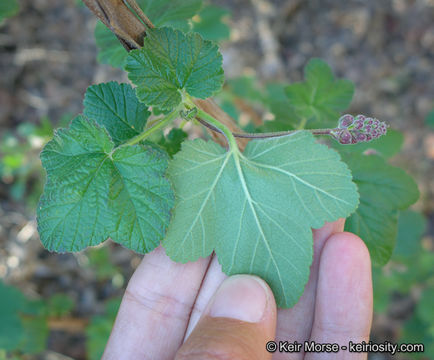 Image of Moreno currant