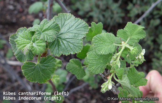 Image of whiteflower currant