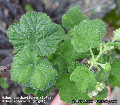 Image of whiteflower currant