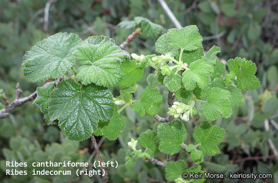 Image of whiteflower currant