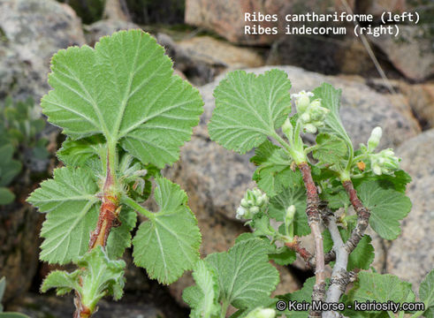 Image of whiteflower currant