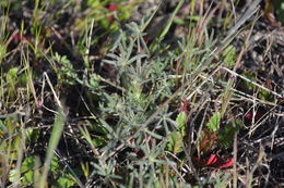 Image de Lupinus bicolor Lindl.