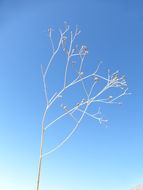 Image of parachute plant