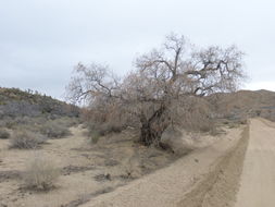 Image of desert willow