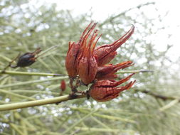 Imagem de Canotia holacantha Torr.