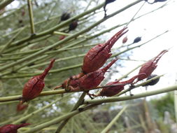 Imagem de Canotia holacantha Torr.