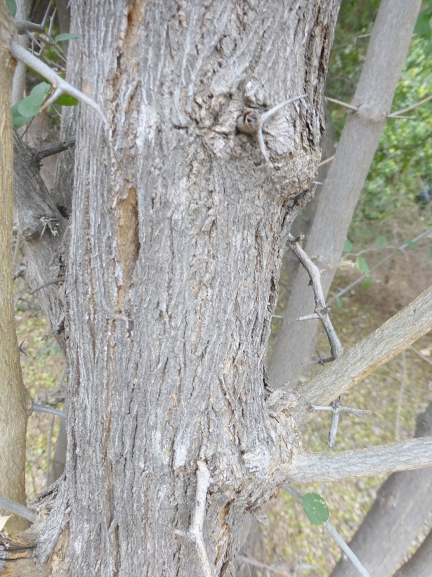 <i>Celtis pallida</i>的圖片