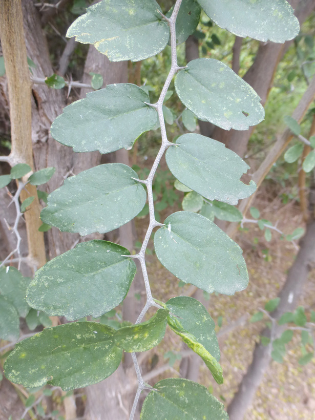 <i>Celtis pallida</i>的圖片