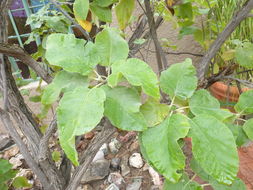 Image de Cordia boissieri A. DC.